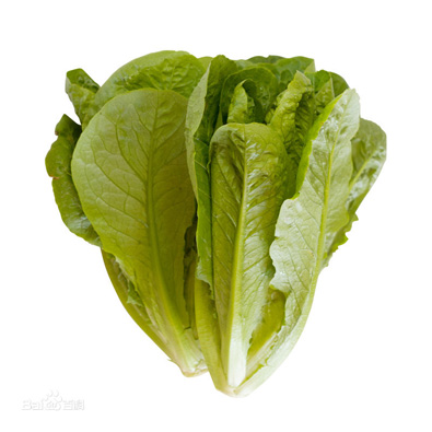 儸(luo)曼(man)生菜
